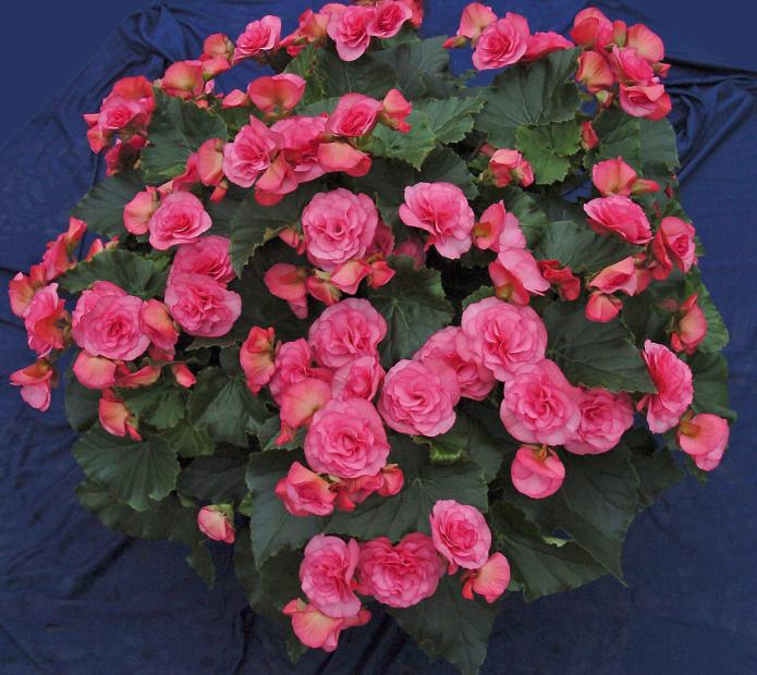 B. ‘Solenia Soft Pink’